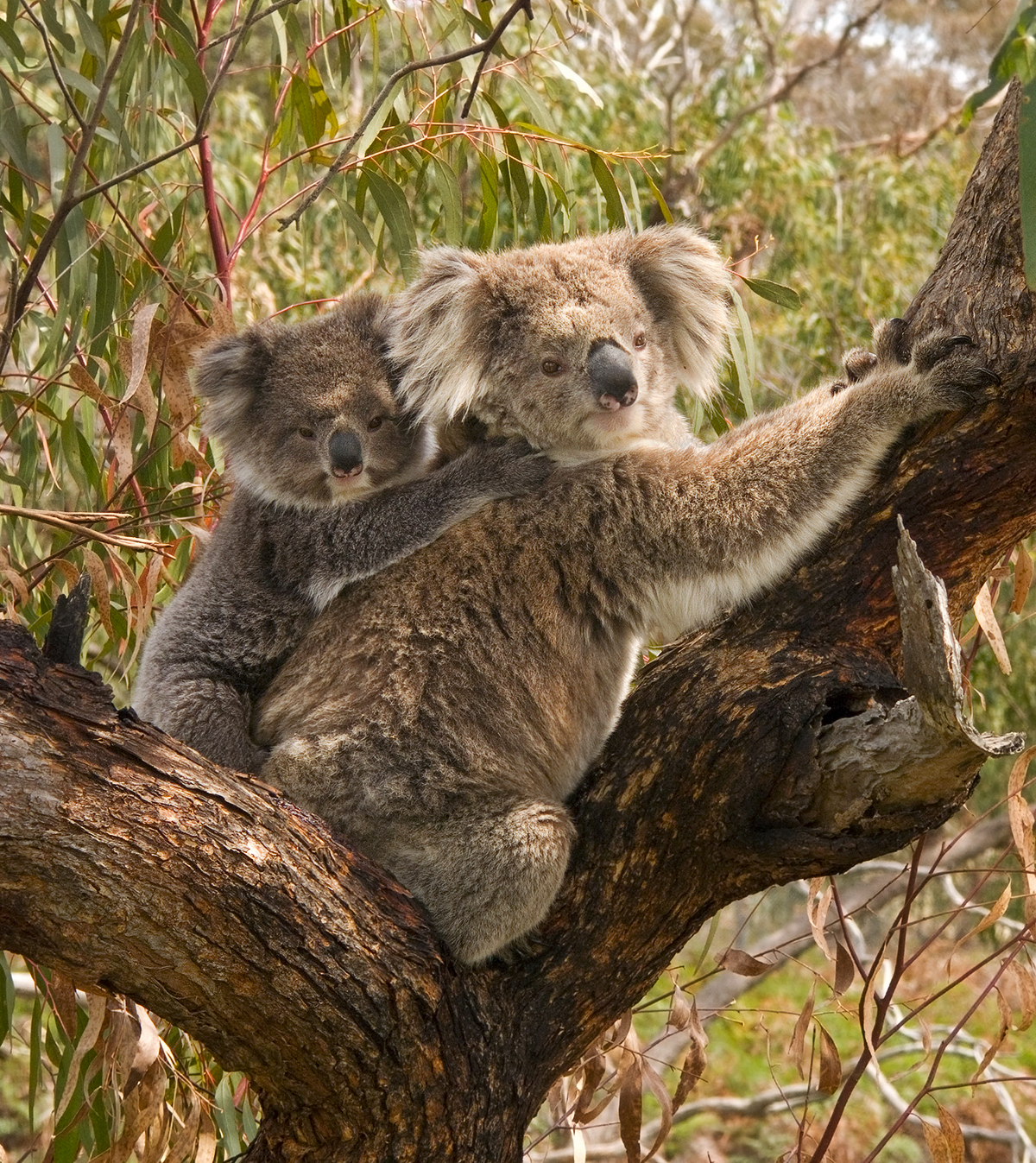 A koala carrying its joey on its back in a tree.