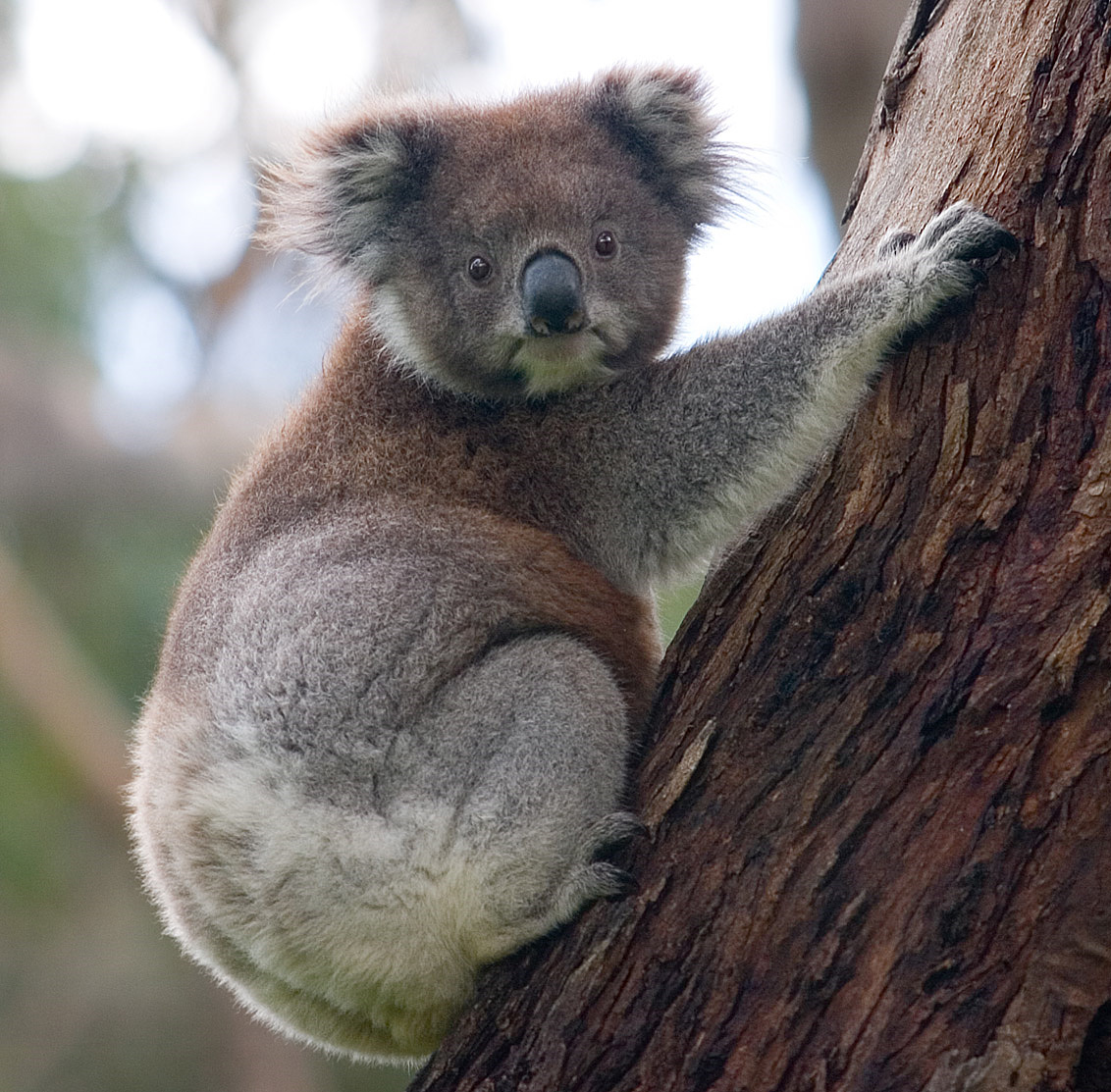 A koala gripping the trunk of a tree.