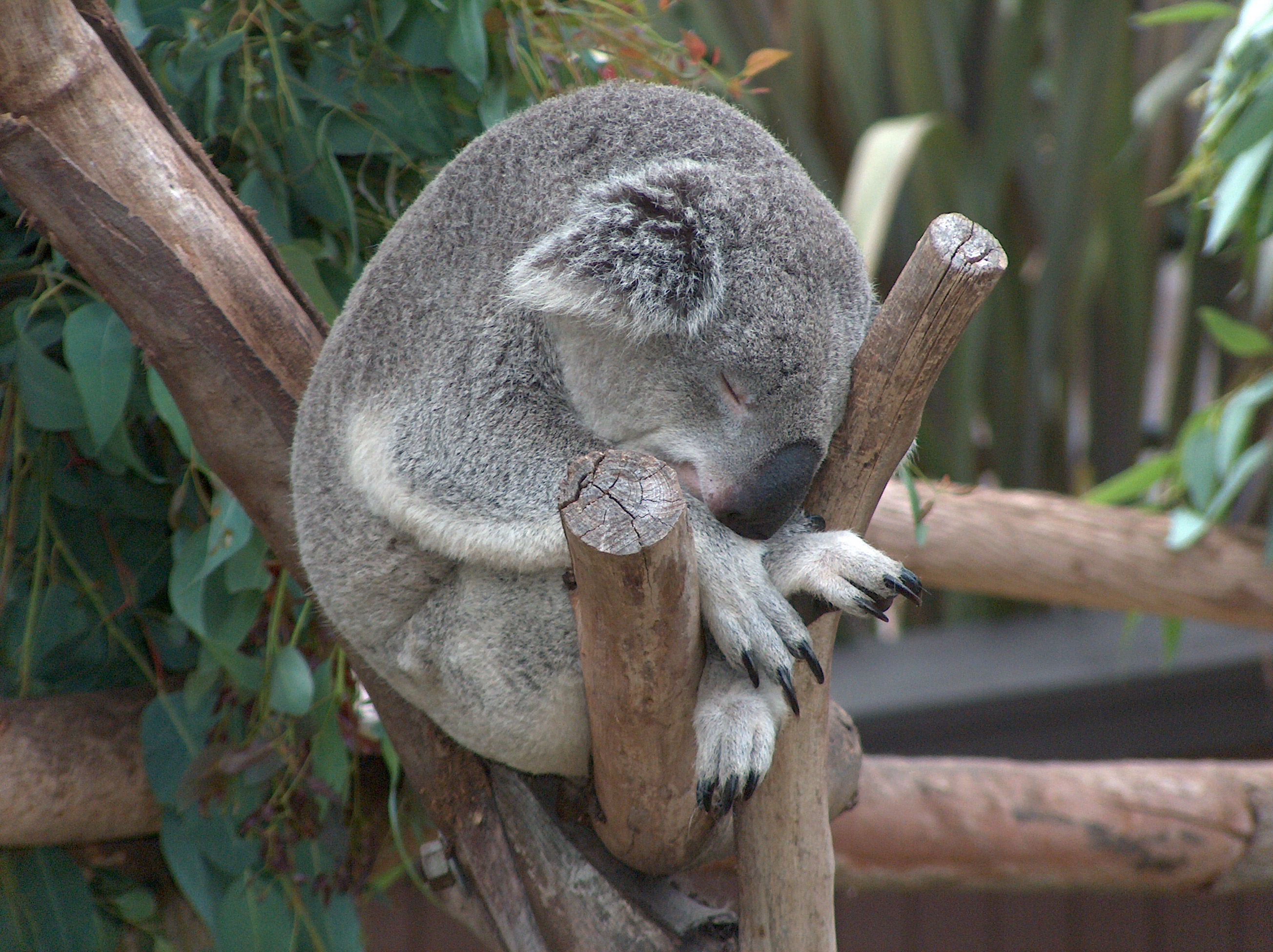 A koala resting between branches.