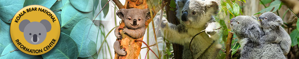 Koala website banner